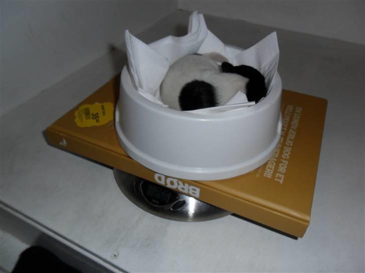 Jack russell terrier Bailey - Så skal man vejes, han tager sig en lur i skålen. billede 4