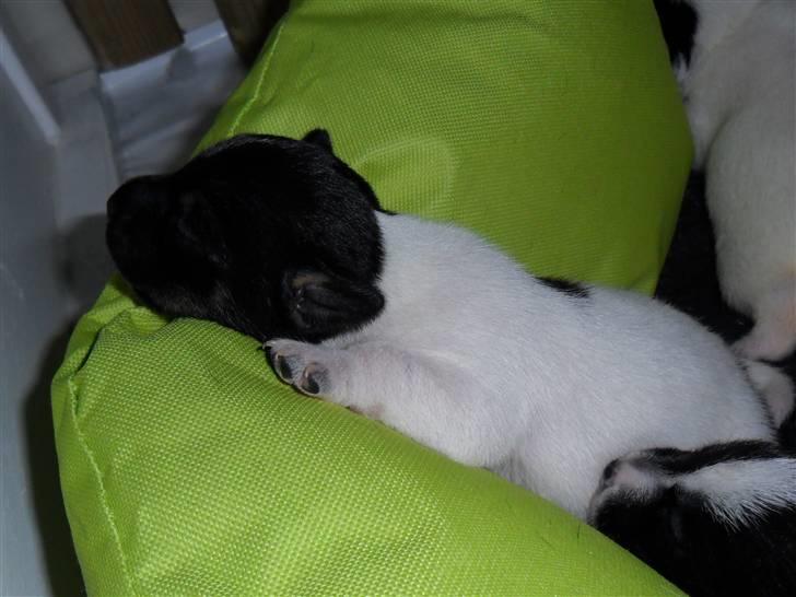 Jack russell terrier Bailey billede 5