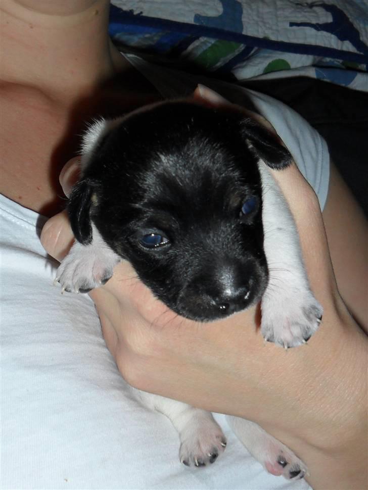 Jack russell terrier Bailey - Lige fået øjne. billede 6