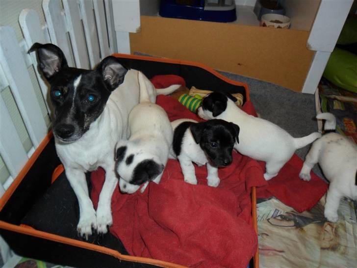 Jack russell terrier Bailey - Bailey med mor Molly og sine kuld-søskende billede 7