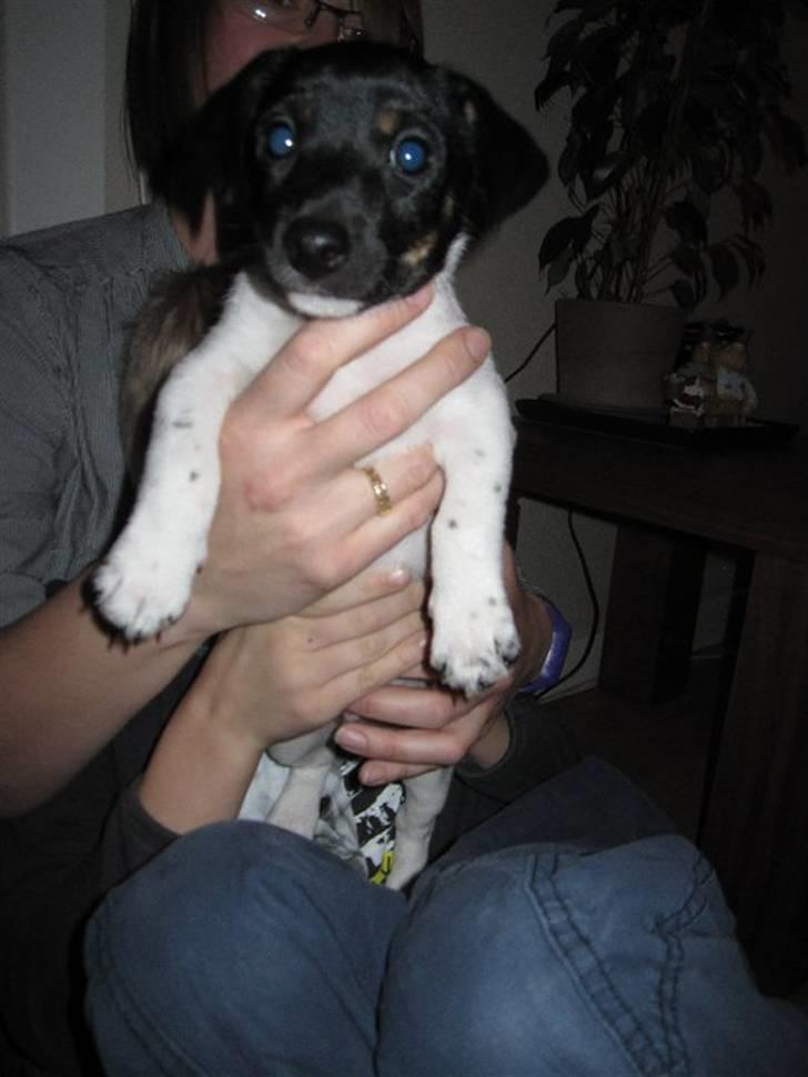 Jack russell terrier Bailey billede 9