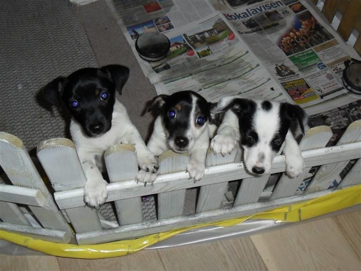 Jack russell terrier Bailey - Bailey med sine søstre, Sally og Holly billede 10
