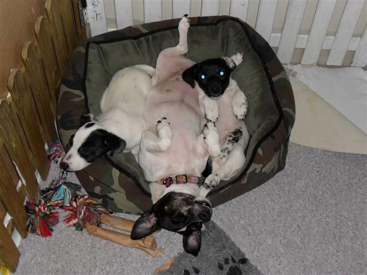 Jack russell terrier Bailey - Tager sig en hyggestund med sin mor og søster Holly billede 11