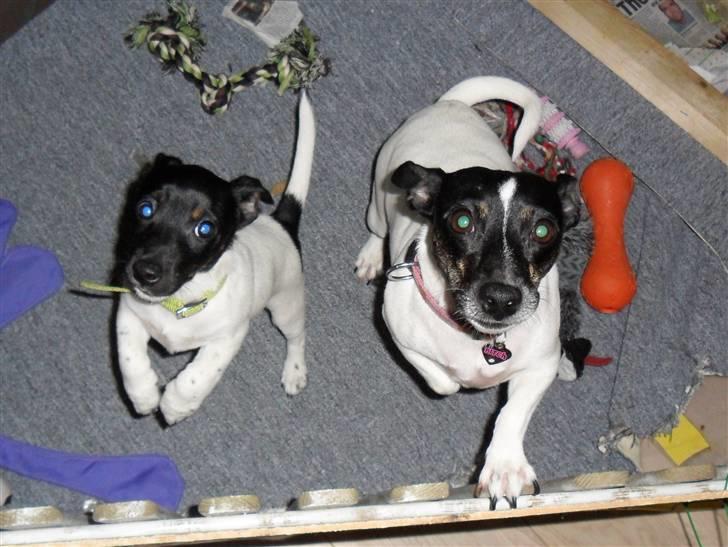 Jack russell terrier Bailey - Mor og søn billede 12