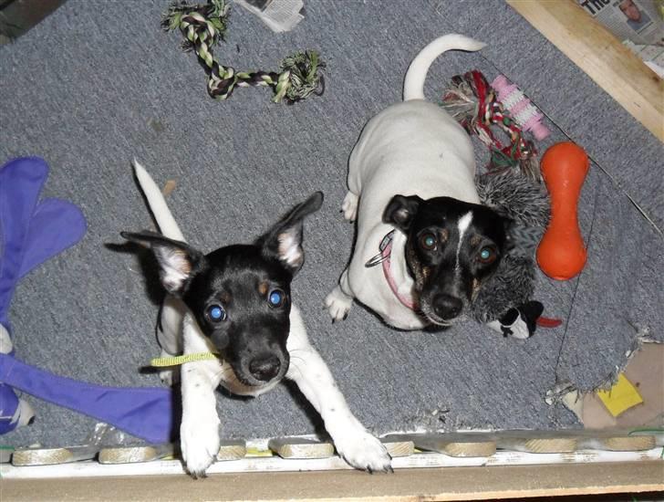 Jack russell terrier Bailey billede 13