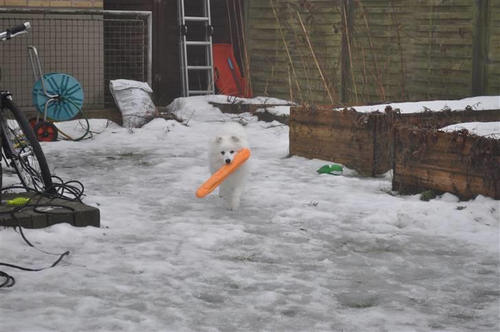 Japansk spids Masaru Prins Of Victory billede 13