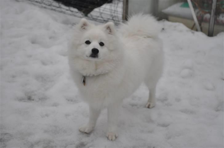 Japansk spids Masaru Prins Of Victory billede 14