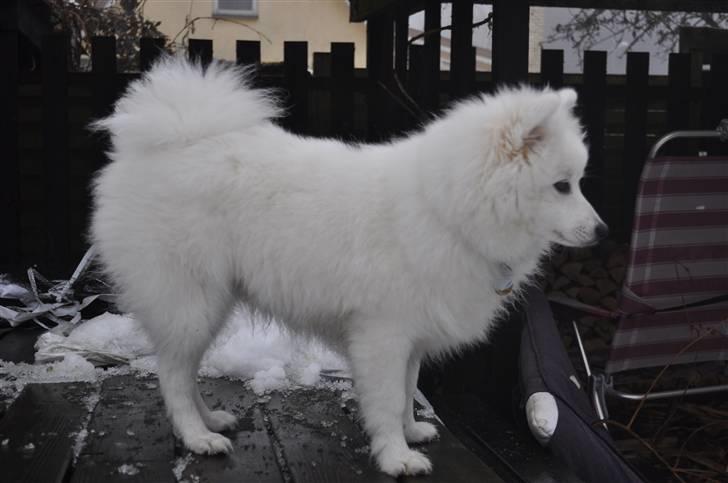 Japansk spids Masaru Prins Of Victory billede 15