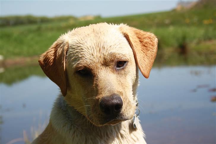 Labrador retriever Jason billede 9