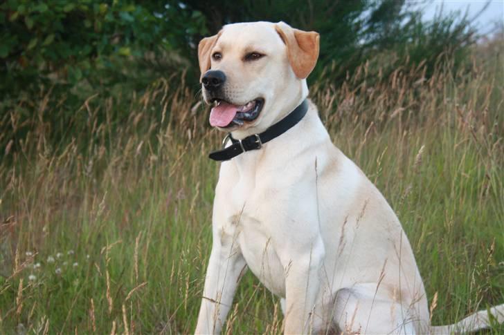 Labrador retriever Jason billede 10