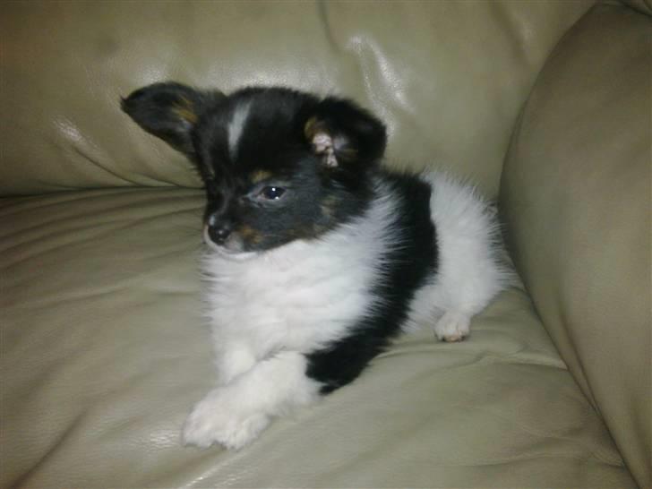 Papillon Malou My Dream - hihi som Malou & Disá leger....!!:) billede 5