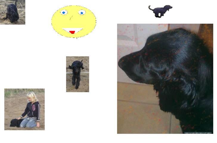 Cocker spaniel Tika <3 billede 16