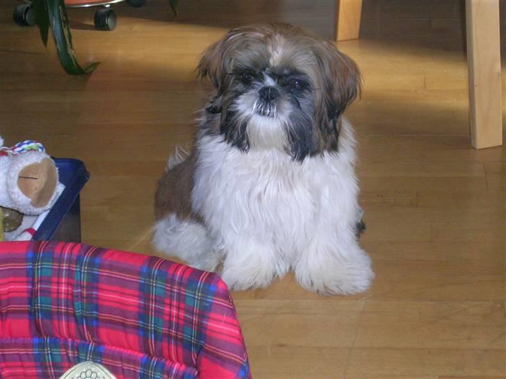 Shih tzu futte billede 1