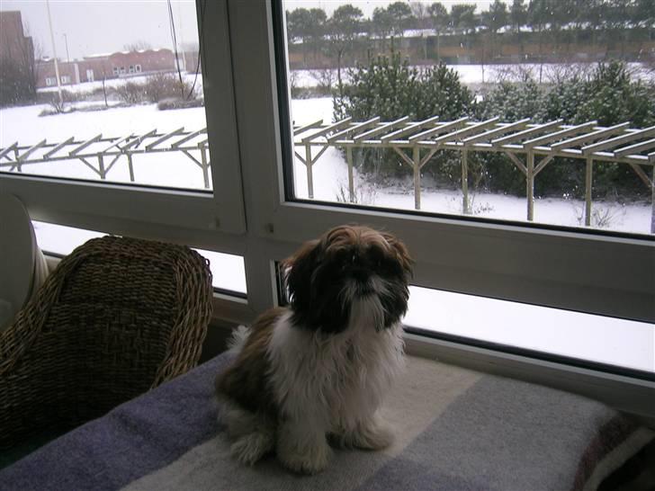 Shih tzu futte billede 2
