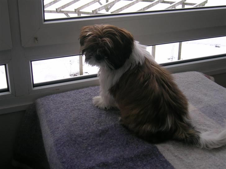 Shih tzu futte billede 3