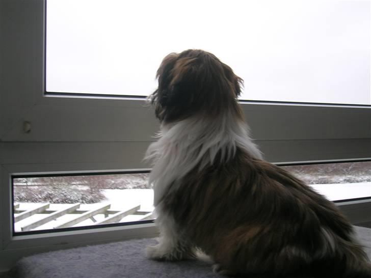 Shih tzu futte billede 4