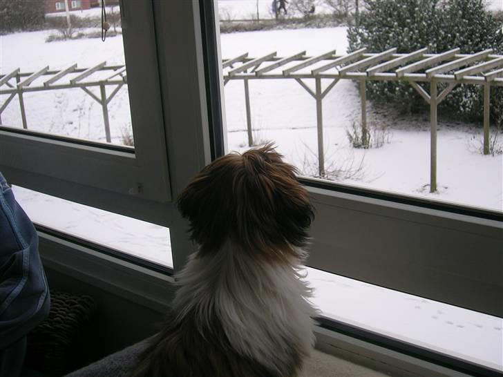 Shih tzu futte billede 5