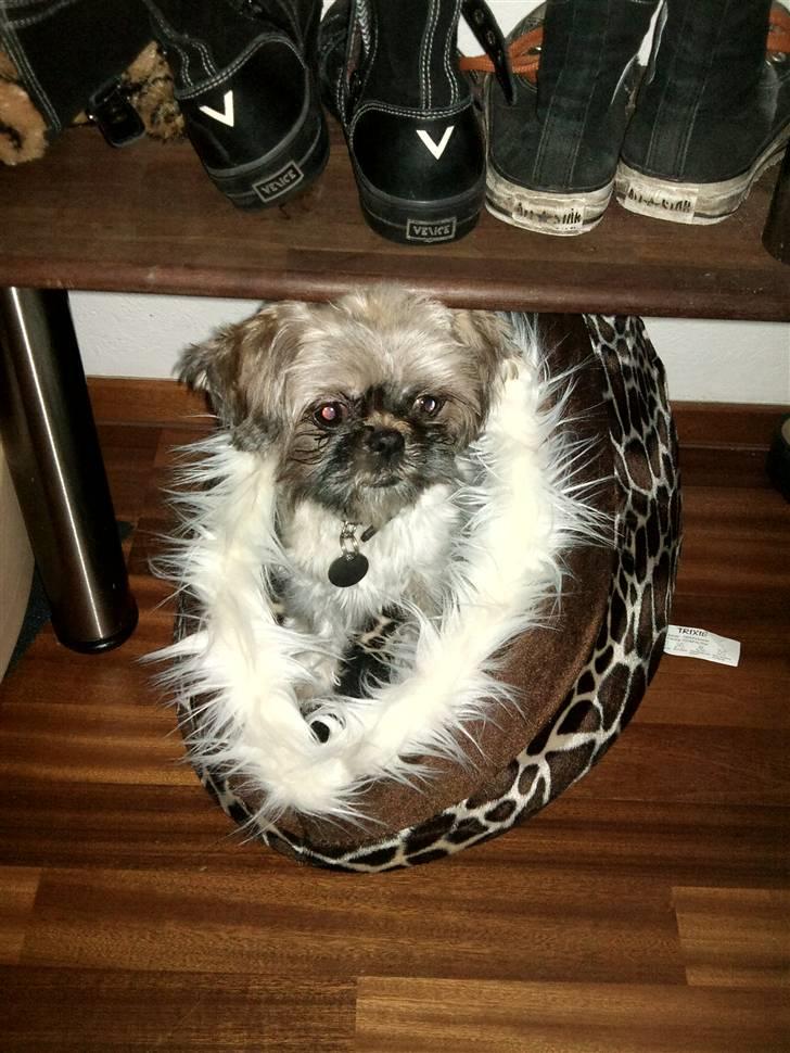 Shih tzu Futte billede 11