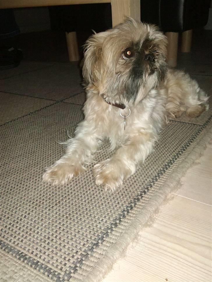 Shih tzu Futte billede 12