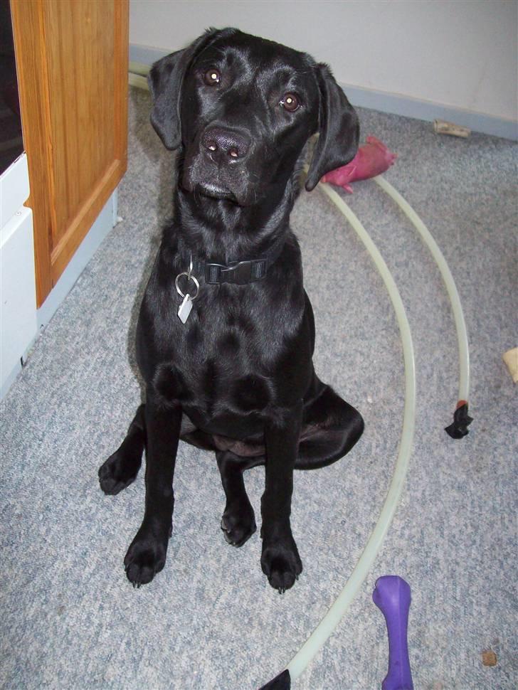 Labrador retriever Trunte billede 1