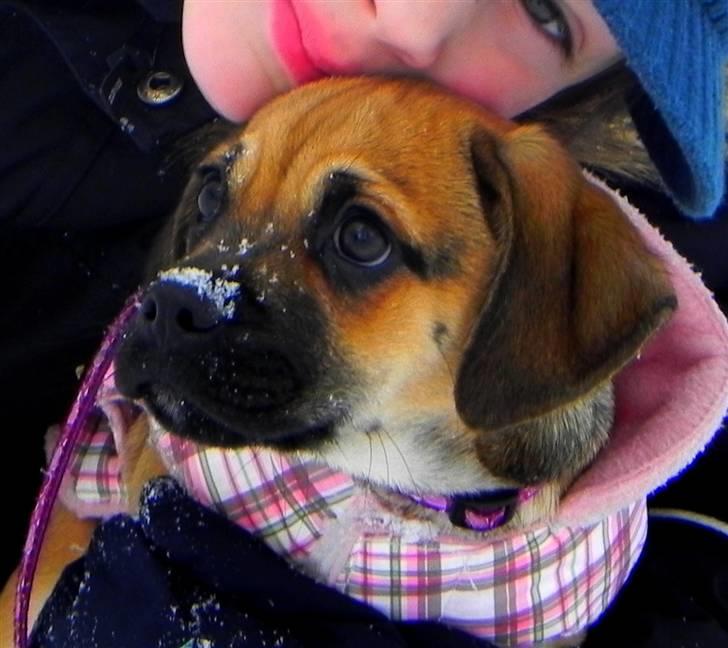 Blanding af racer Zora :-D<33 (Elsket!) - Zora pigen i sne´en :) billede 6