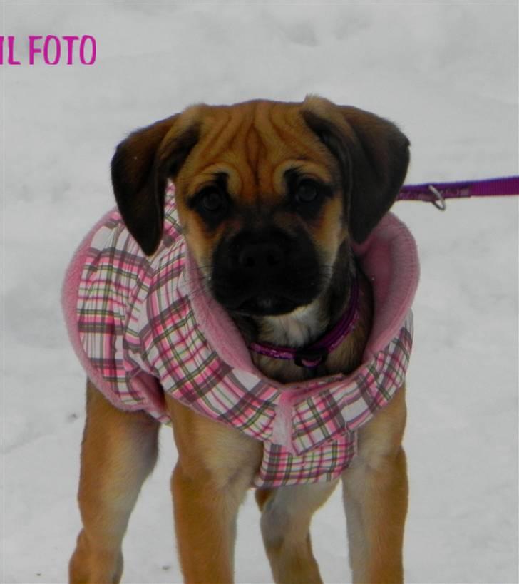 Blanding af racer Zora :-D<33 (Elsket!) - Tag mig op, jeg fryser (;<33 billede 7