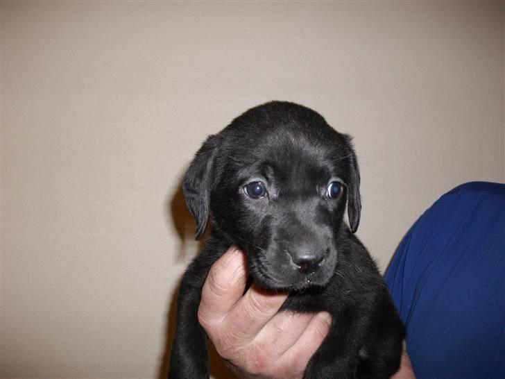 Labrador retriever Trunte - Inden vi fik hende :-) billede 2