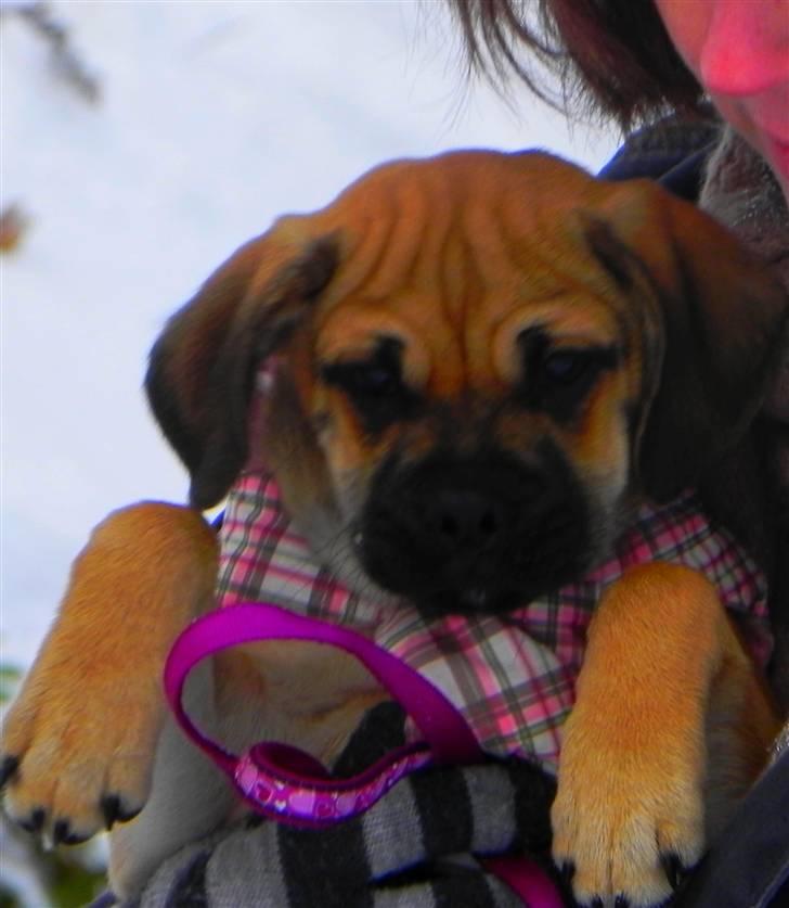 Blanding af racer Zora :-D<33 (Elsket!) - Uhh se hvor tyk jeg er :D<3 billede 8