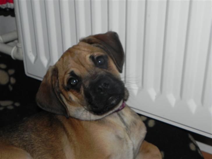 Blanding af racer Zora :-D<33 (Elsket!) - Hvad laver i :)?<3 billede 9