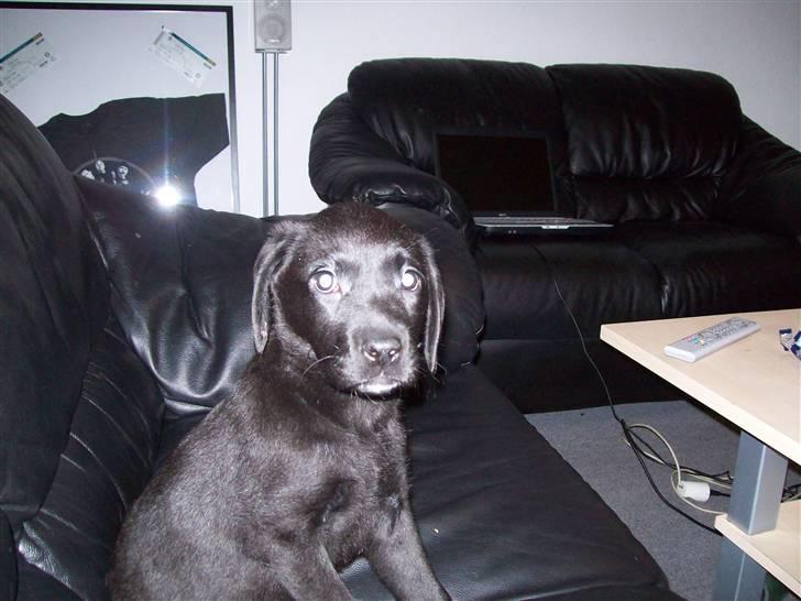 Labrador retriever Trunte billede 3