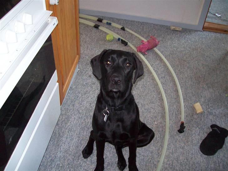 Labrador retriever Trunte - I vores byggerod :-) billede 4