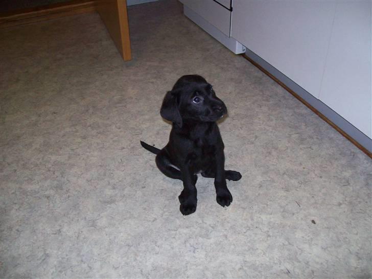 Labrador retriever Trunte billede 5