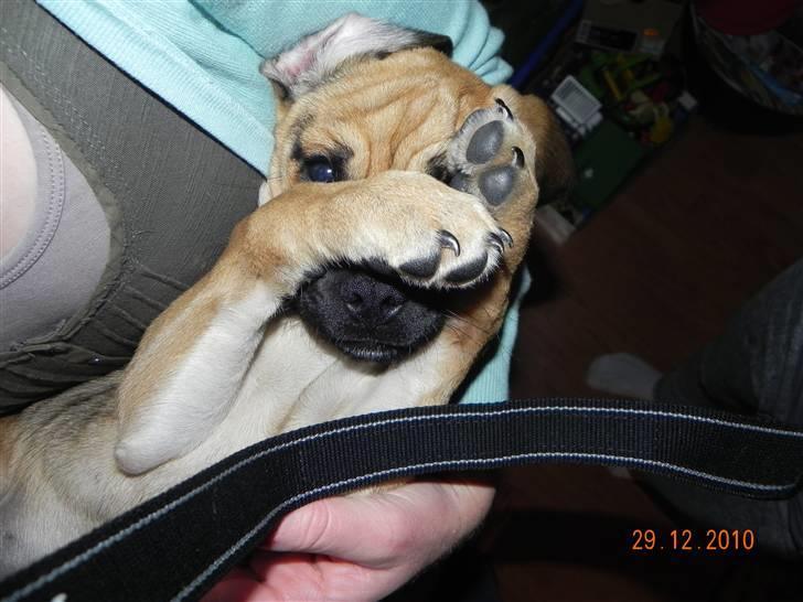 Blanding af racer Zora :-D<33 (Elsket!) - Lad være med at puste mig i hovedt ;)<33 billede 10