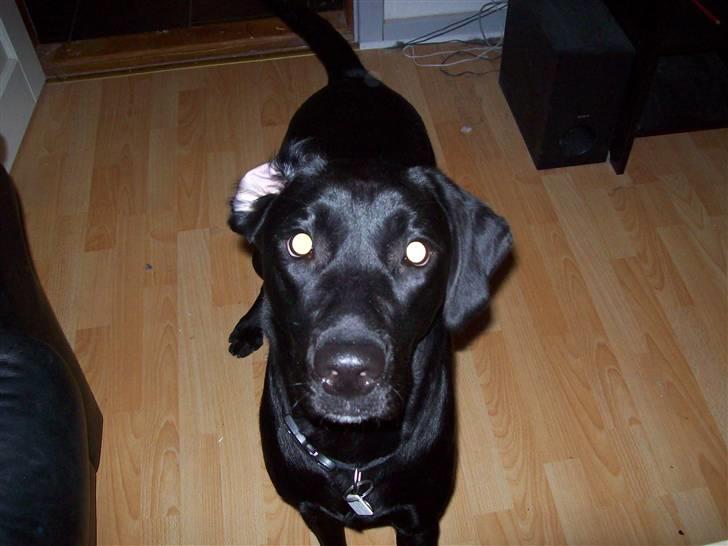 Labrador retriever Trunte billede 6