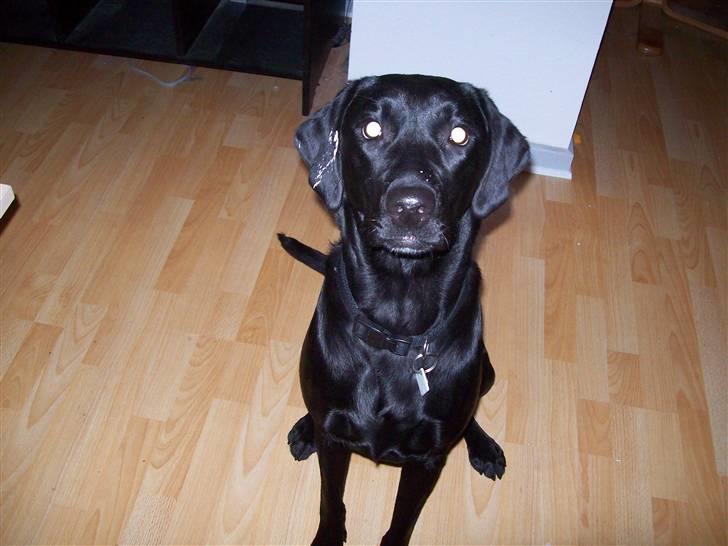 Labrador retriever Trunte billede 7