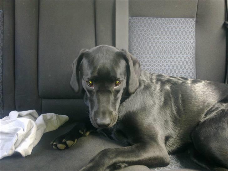 Labrador retriever Trunte billede 8