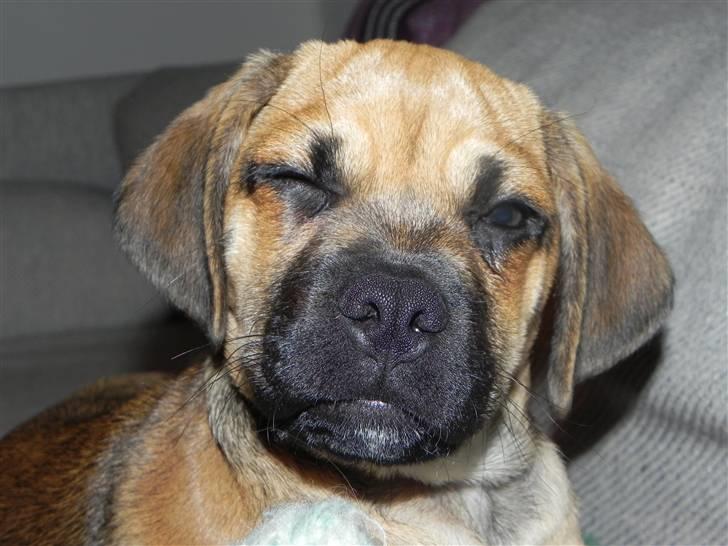 Blanding af racer Zora :-D<33 (Elsket!) - Arghh alt det lys ;)<33 åhh hvor er hun KÆR!! billede 11