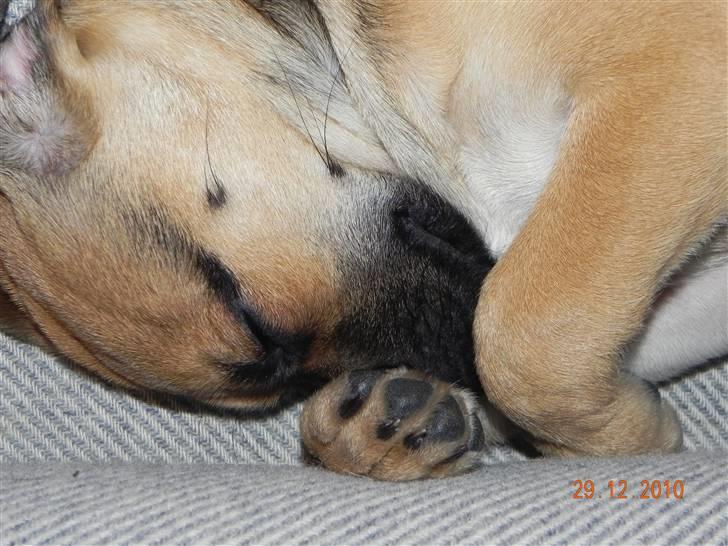 Blanding af racer Zora :-D<33 (Elsket!) - Åhh hvor er jeg sød! billede 12