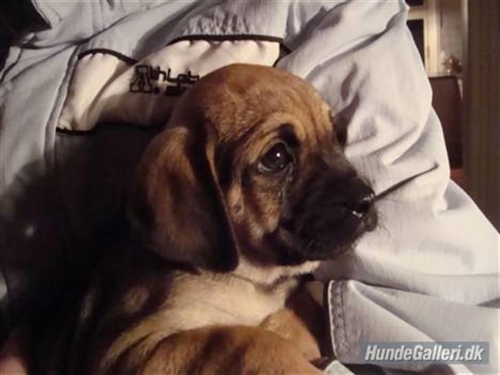 Blanding af racer Zora :-D<33 (Elsket!) - Da vi tog hende med hjem :)<3 Hun har forandet sig en del ;) billede 13