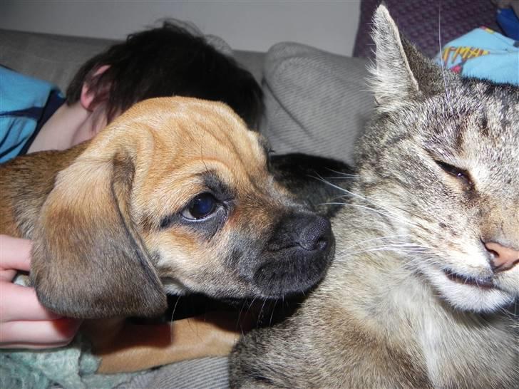 Blanding af racer Zora :-D<33 (Elsket!) - Åhh jeg elsker dig Gurgi (;<33 Lad mig lige kysse dig! billede 15