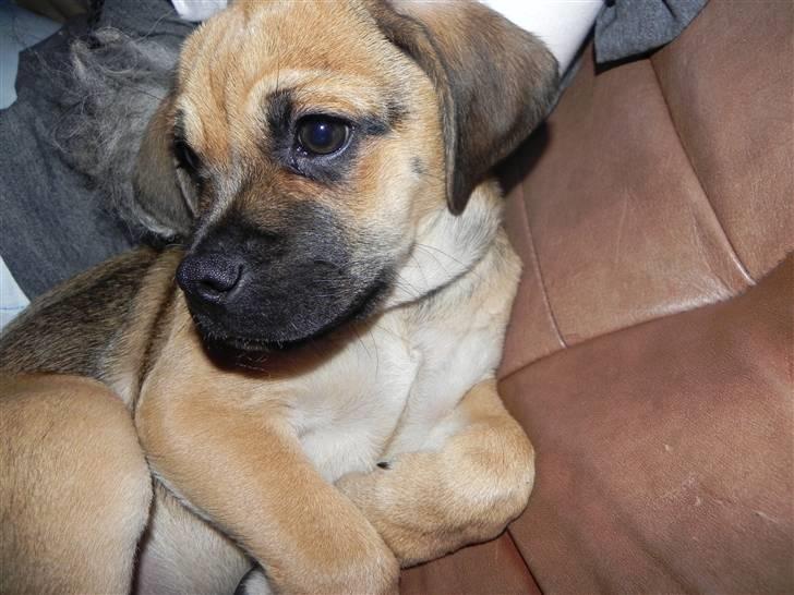 Blanding af racer Zora :-D<33 (Elsket!) - Åh lad mig nu sove mennesker ! (;<3 billede 16