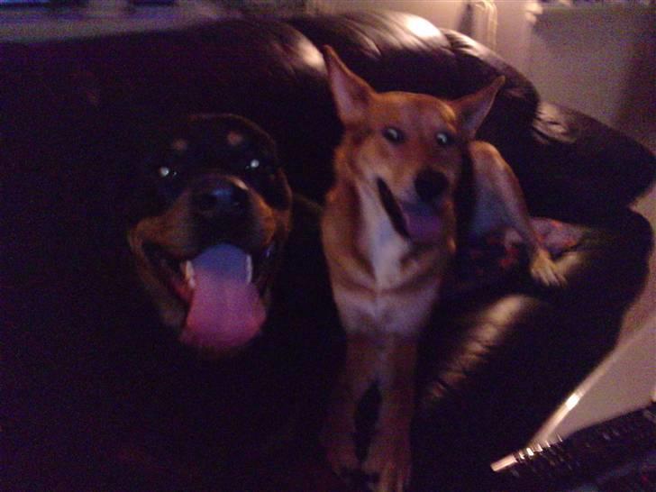 Rottweiler Balto billede 1