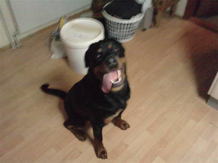 Rottweiler Balto billede 2