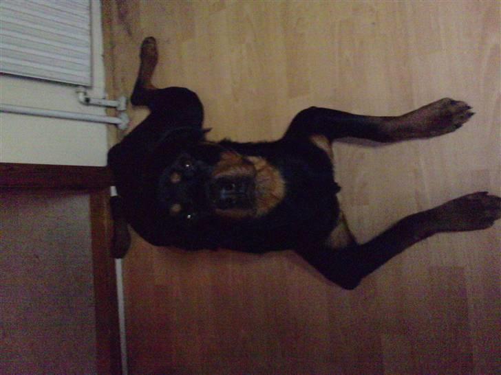 Rottweiler Balto billede 3