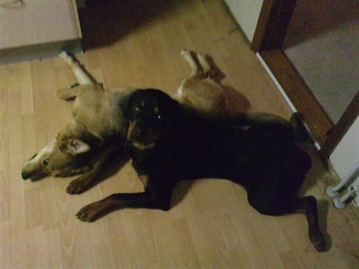 Rottweiler Balto billede 4