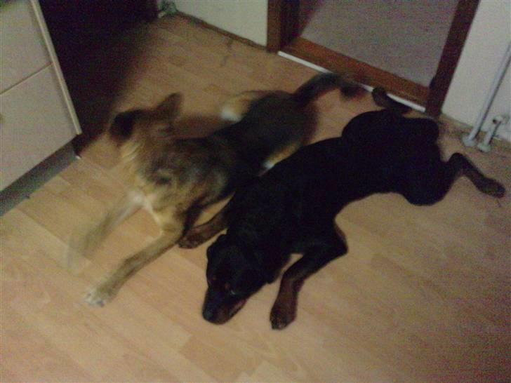 Rottweiler Balto billede 5