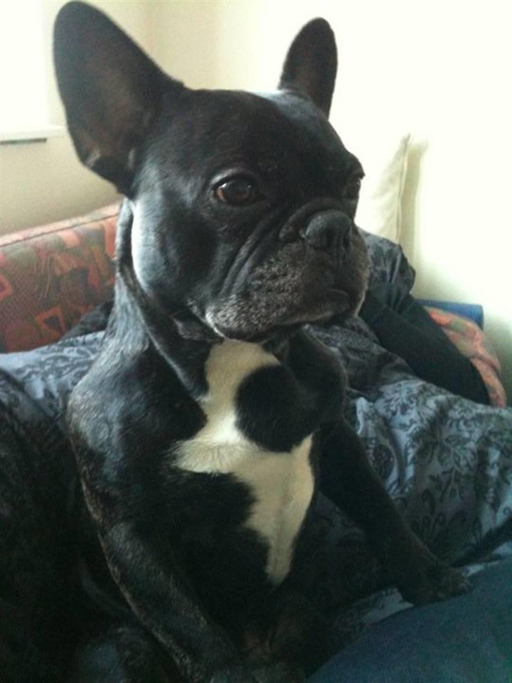 Fransk bulldog Gizmo - min brors :) billede 1