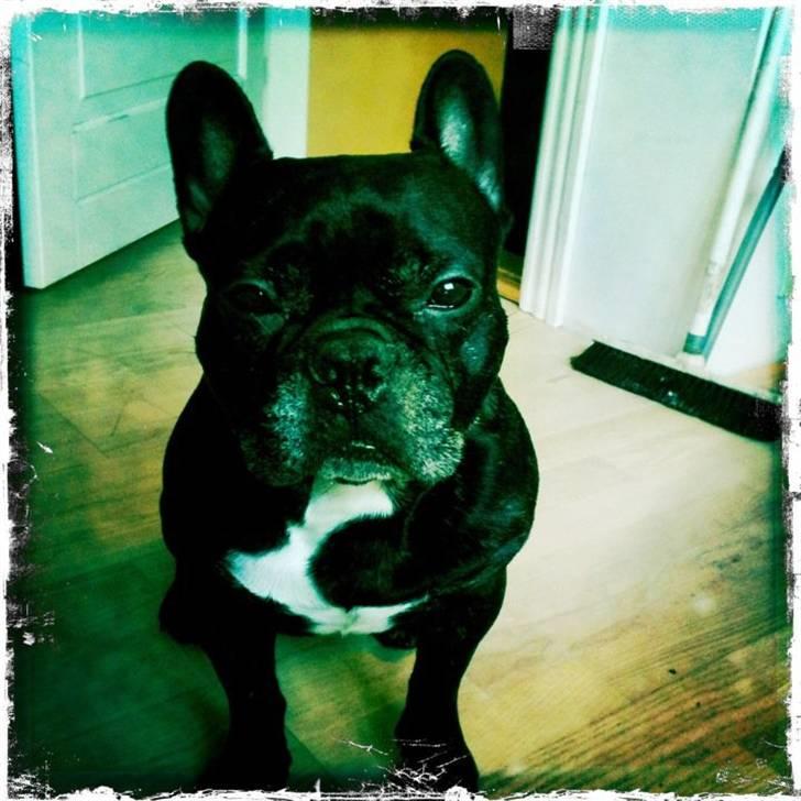 Fransk bulldog Gizmo - min brors :) billede 2