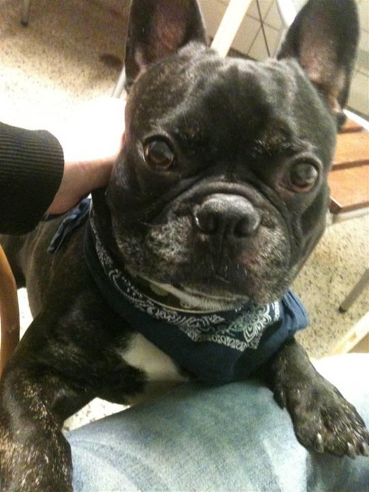 Fransk bulldog Gizmo - min brors :) billede 3