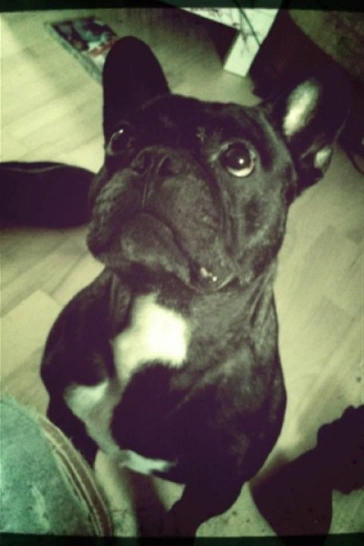 Fransk bulldog Gizmo - min brors :) billede 4